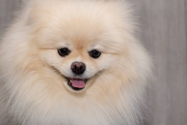 Bir stüdyoda çekilmiş safkan Pomeranya köpek portresi..