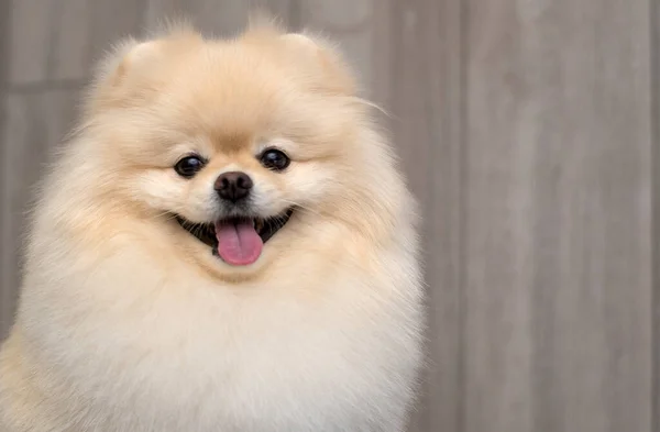 Чистий Портрет Померанської Собаки Копіюйте Місце Вашого Тексту — стокове фото