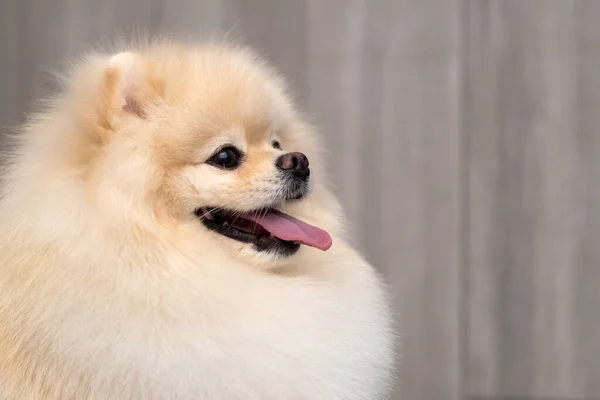 Lindo Perro Cachorro Pomeranian Mirando Derecha Cámara Copia Espacio Para — Foto de Stock