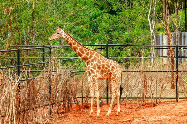 Girafe debout sur le sable rouge dans le zoo — Photo