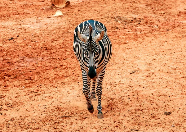 Zebrastreifen auf rotem Sand im Zoo — Stockfoto