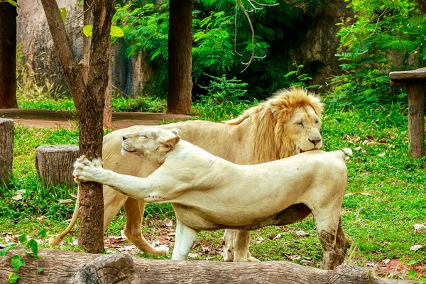 Albino leão na grama verde backgorund no zoológico — Fotografia de Stock