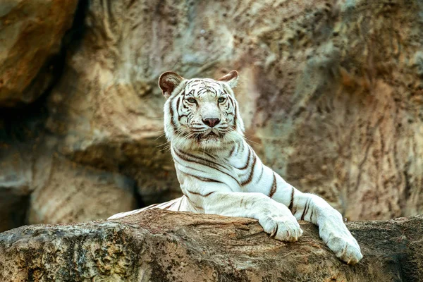 Albino tigre dormir na rocha no zoológico — Fotografia de Stock