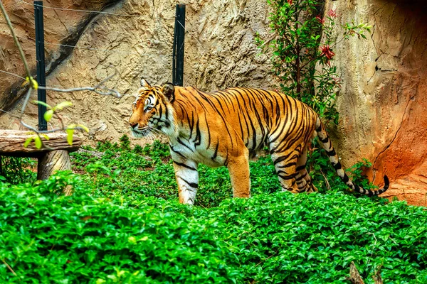 Tigre dormir na rocha no zoológico — Fotografia de Stock