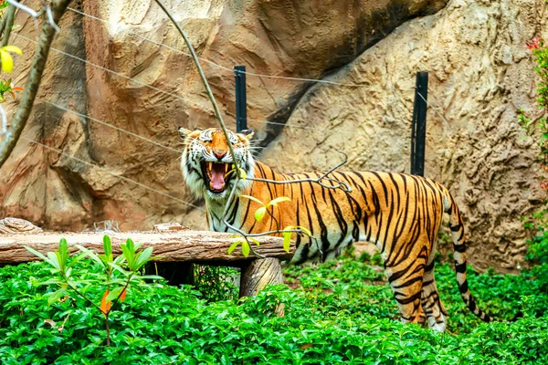 Tigre dormir na rocha no zoológico — Fotografia de Stock