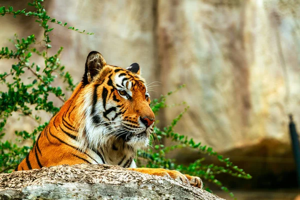 Tigre dormir na rocha no zoológico — Fotografia de Stock