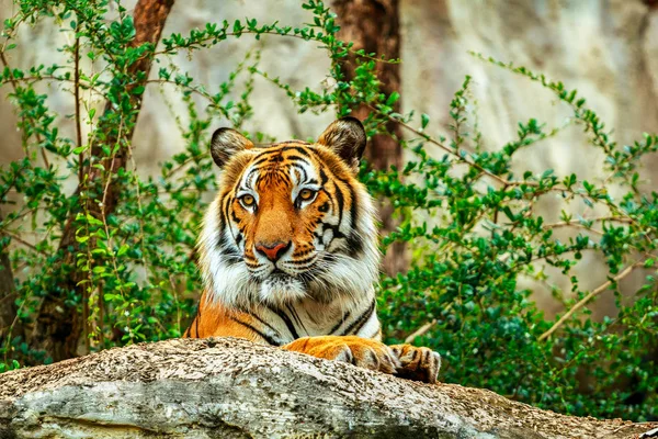 Tigre dormir na rocha no zoológico — Fotografia de Stock