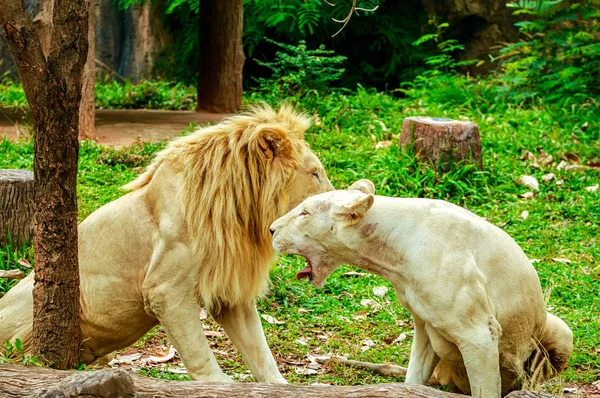 Albino lion sleep on green grass backgorund in zoo