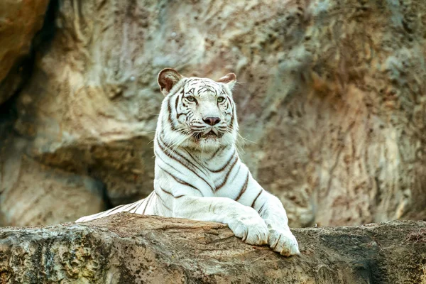 Albino tigre dormir na rocha no zoológico — Fotografia de Stock