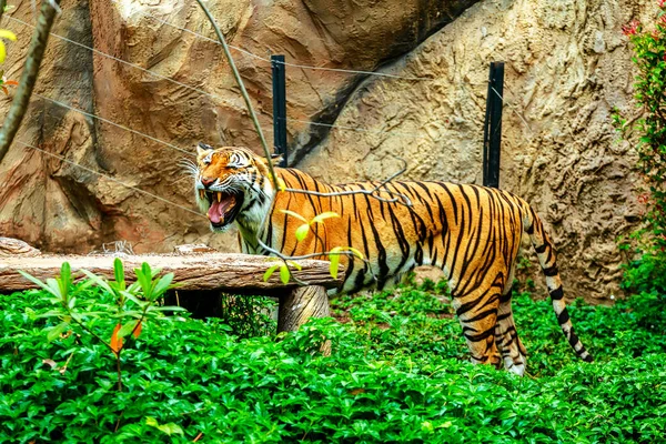 Тигр спит на скале в зоопарке — стоковое фото
