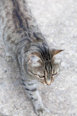 şehrin sokak kedi portresi