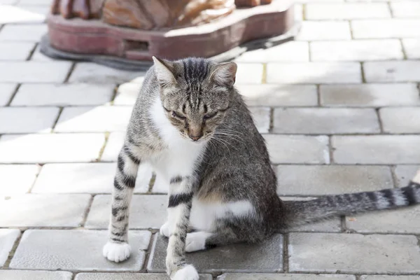 Portret van een kat op de stad straat — Stockfoto