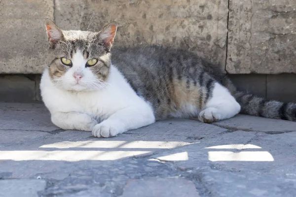 Porträtt av en katt på stadens gata — Stockfoto