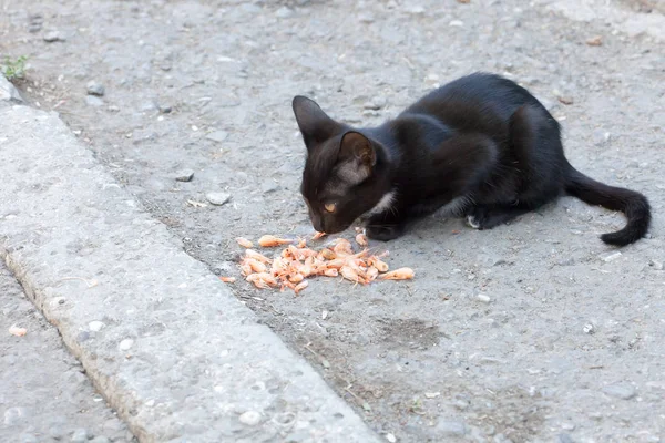 Porträtt av en katt på stadens gata — Stockfoto