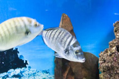 bir akvaryum içinde yüzen balıklar