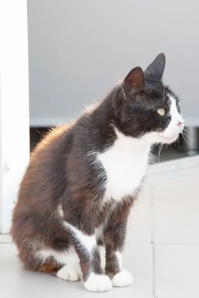 Portret van een mooie jonge rokerige kat — Stockfoto