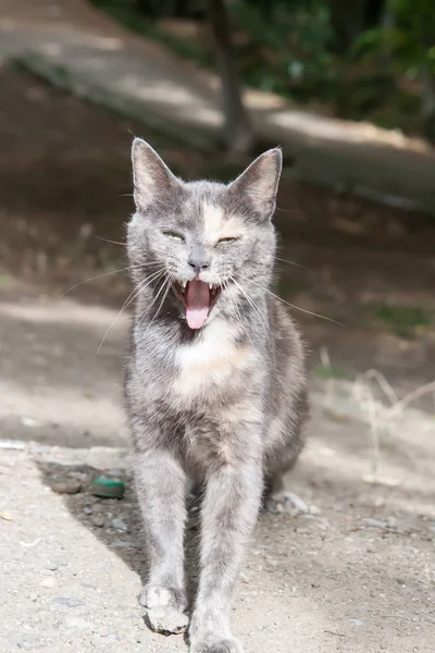 一只美丽的小烟熏猫的肖像 — 图库照片