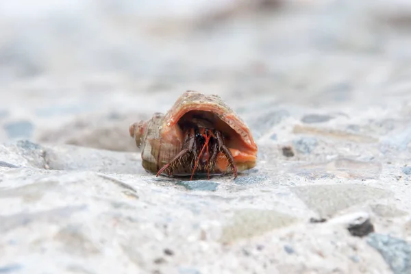 This is a land hermit crab — Stock Photo, Image