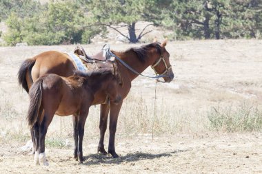 yeşil çayır üzerinde otlatma kahverengi at