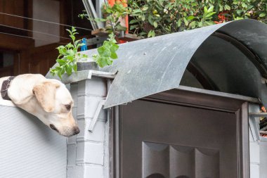 bir çit yüzünden arayan köpek