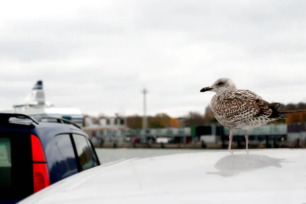 La mouette assise sur le remblai le jour d'automne. Helsinki — Photo