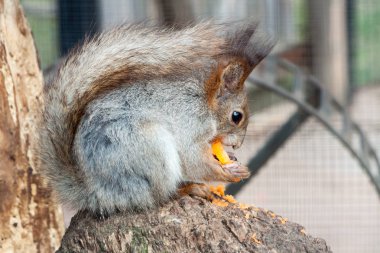 parlak yeşil çim karşı çok güzel sincap