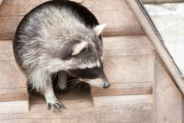 Retrato del hermoso mapache que está saliendo de una cabaña de madera —  Fotos de Stock