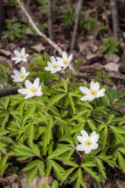 Bahar ahşap güzel son zamanlarda işten kardelen