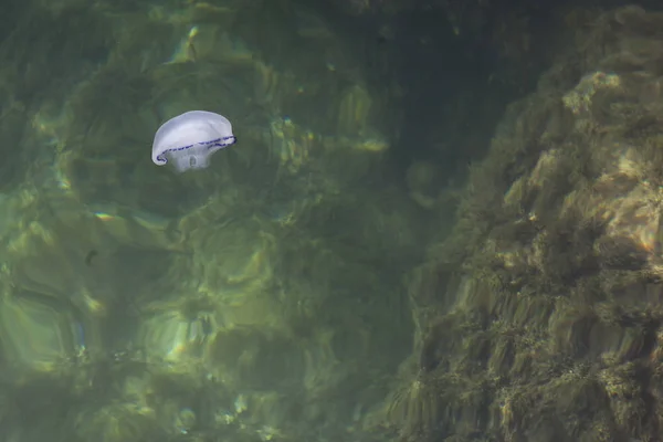 The beautiful jellyfish floating in sea water — Stock Photo, Image