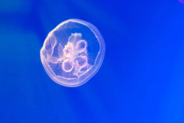 The beautiful jellyfish floating in sea water — Stock Photo, Image