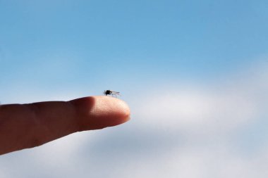 çocuklar parmak mavi gökyüzü arka planı üzerinde oturan sivrisinek