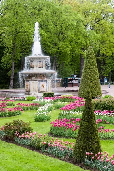 圣彼得堡，俄罗斯 6 月 03，2017年。在彼得公园喷泉 — 图库照片