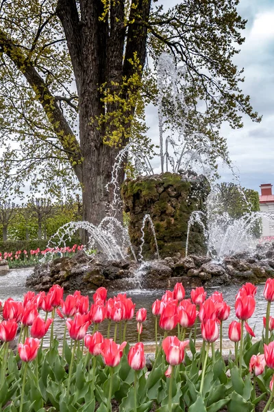 St. Petersburg, RUSSIA-GIUGNO 03, 2017. La fontana nel parco di Petrodvorets — Foto Stock