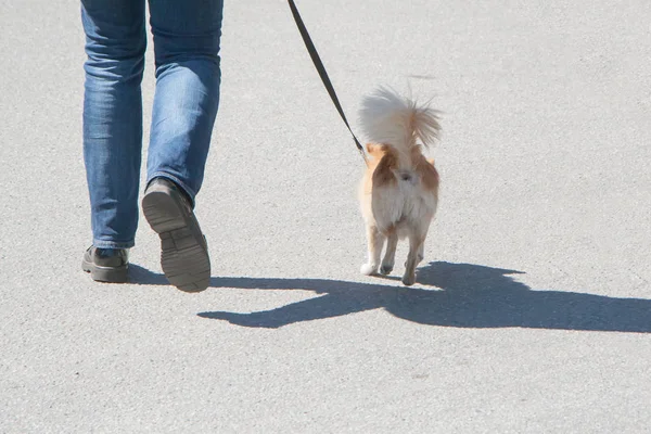 köpek sahibi ile gidiyor