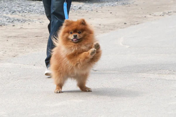 Hunden går med ägaren — Stockfoto