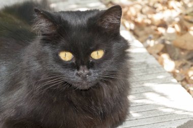 güzel kedi againstin portresi