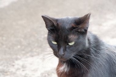 güzel kedi againstin portresi