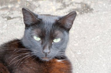 güzel kedi againstin portresi