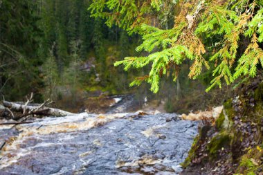Bir yaz bahçesinde Karelya düşüyor