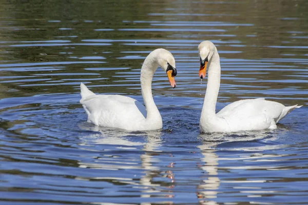 Vapore di cigno sulla superficie dell'acqua — Foto Stock