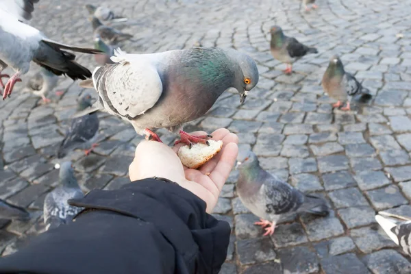 Le pigeon est assis sur une main de la personne — Photo