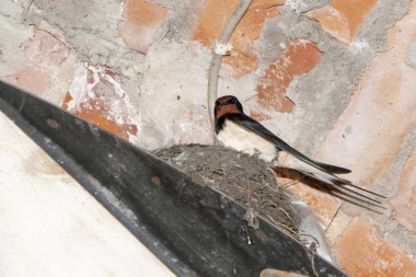 Kırlangıç bir yuvada oturur, tavanın altında bir ıslık.