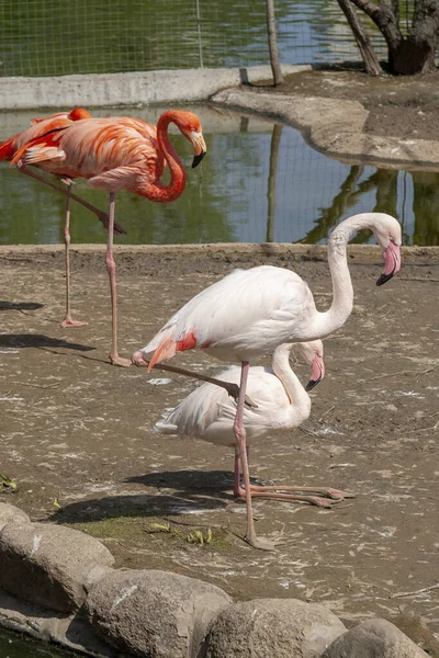 Beautiful flamingos on the bank of a reservoir in summer day — Stock Photo, Image