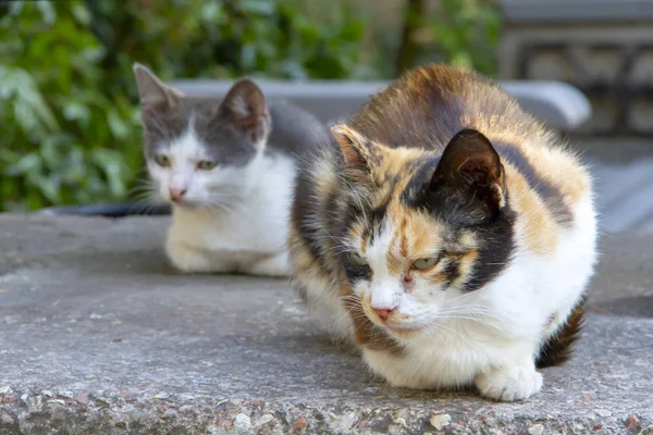 Portrait of two cats on the city street on a summer day