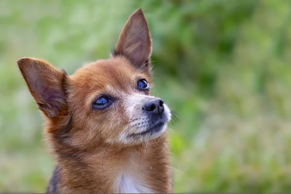 Porträtt av en vacker hund mot ett grönt gräs på sommardagen — Stockfoto