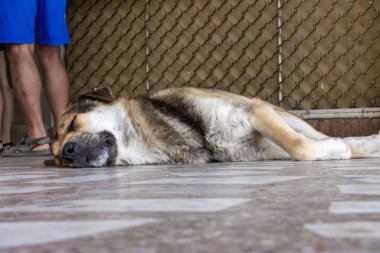 Sıcak bir yaz gününde açık havada, gölgede uyuyan bir köpek.