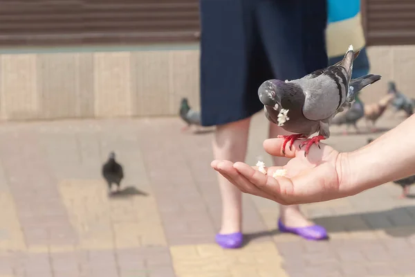 Las Palomas Que Comen Mano Persona —  Fotos de Stock