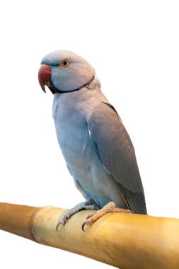 Beyaz zemin üzerinde gül halkalı ya da halka boyunlu muhabbet kuşu, izole