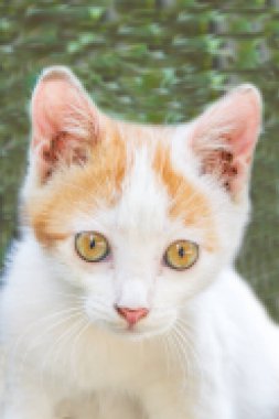 soyut grafik arkaplan, piksel mozaiği şeklinde bir kedi portresi