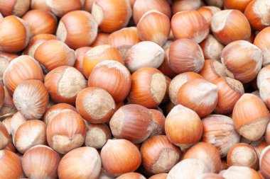 Birçok fındık ağacının arka planı. sağlıklı doğal beslenme kavramı